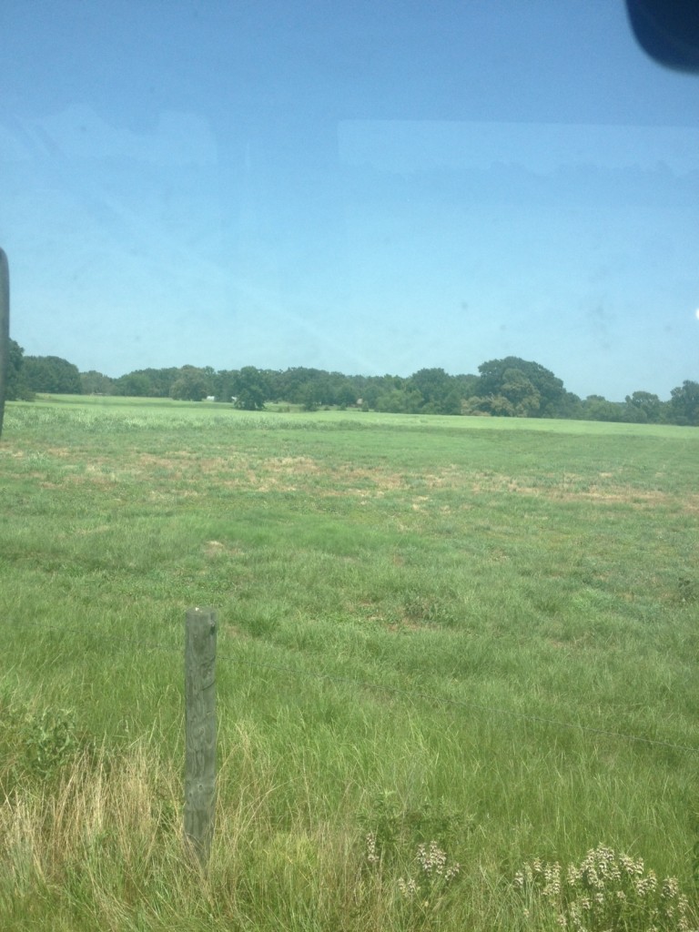 Texas Bermuda Grass 1