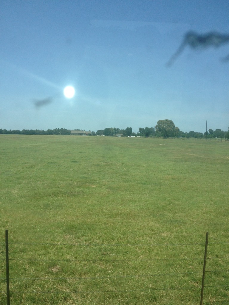 Texas Bermuda Grass 2