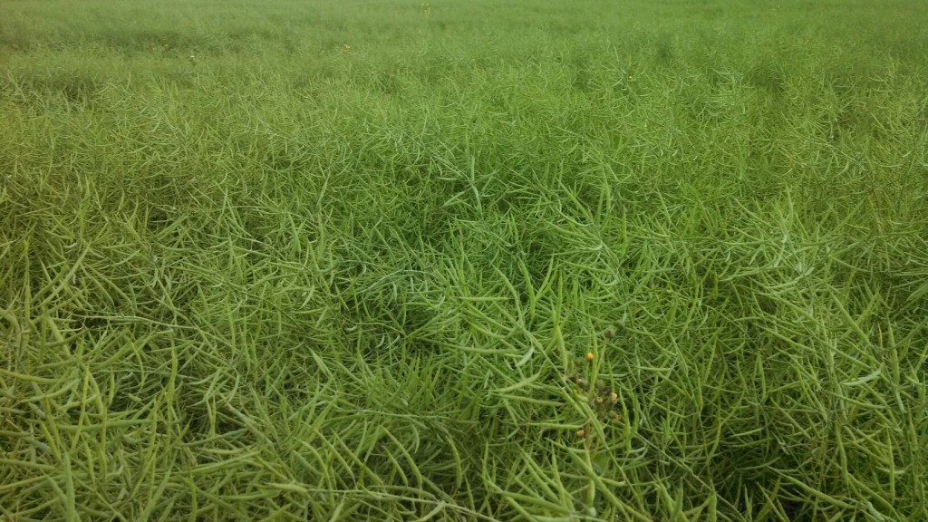 TN Canola 6-2014