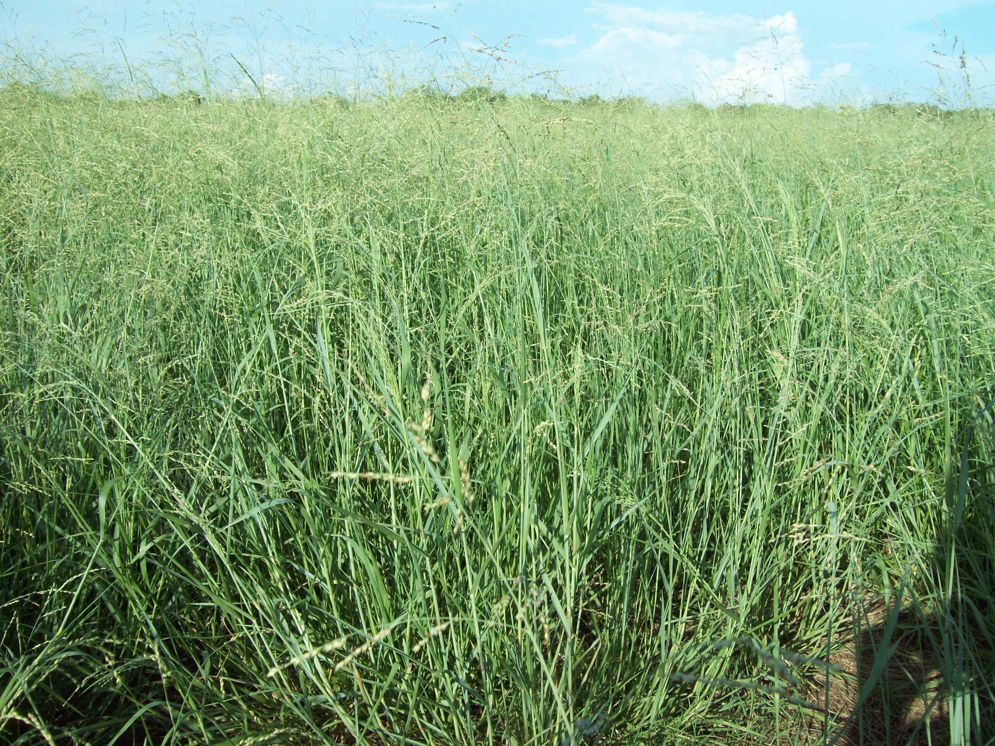 Hay Texas July 2012 Advanced Liquid Nutrition Fertilizer