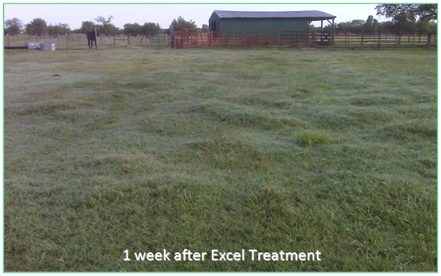 image4 1 week after excel treatment