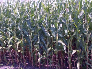 Corn, July 18,2012