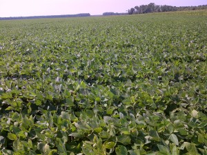SOybeans July 18,2012