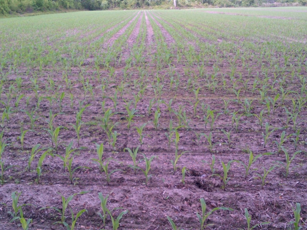 Twin row corn 5-4-13 Pic # 1