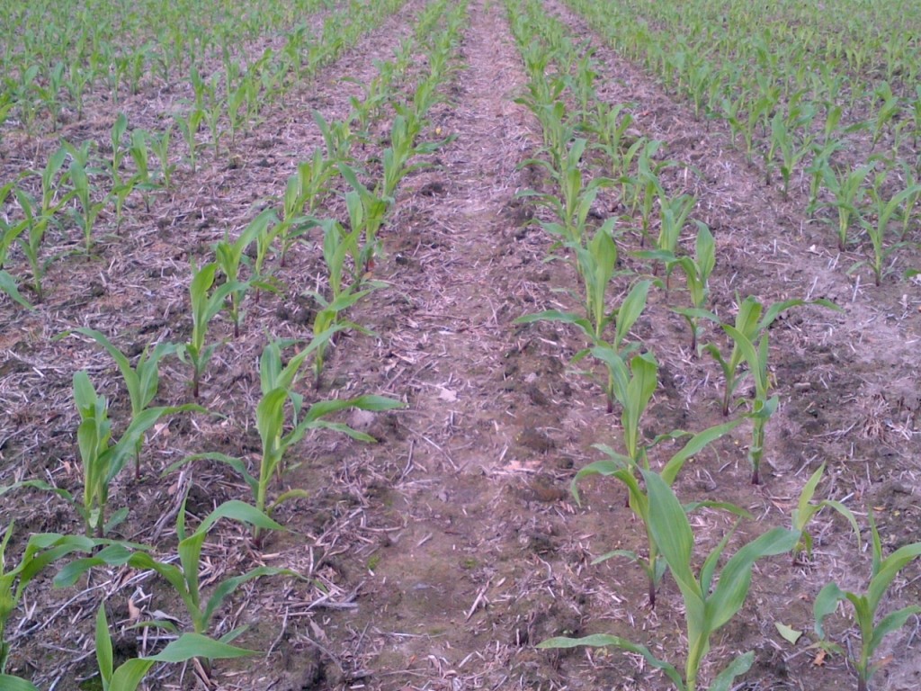 Twin row corn 5-4-13 Pic # 2