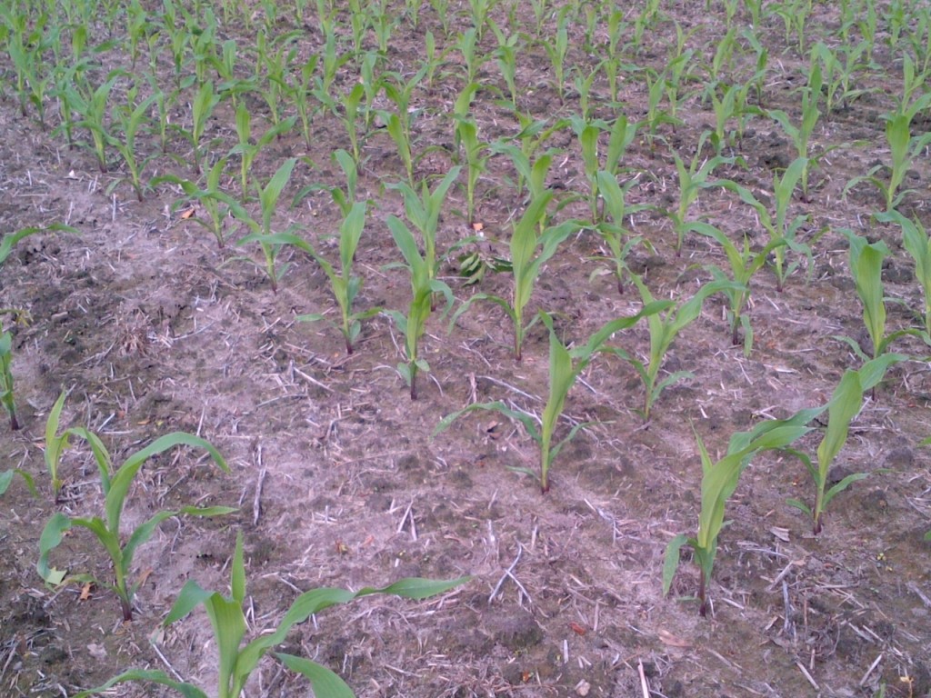 Twin row corn 5-4-13 Pic # 3