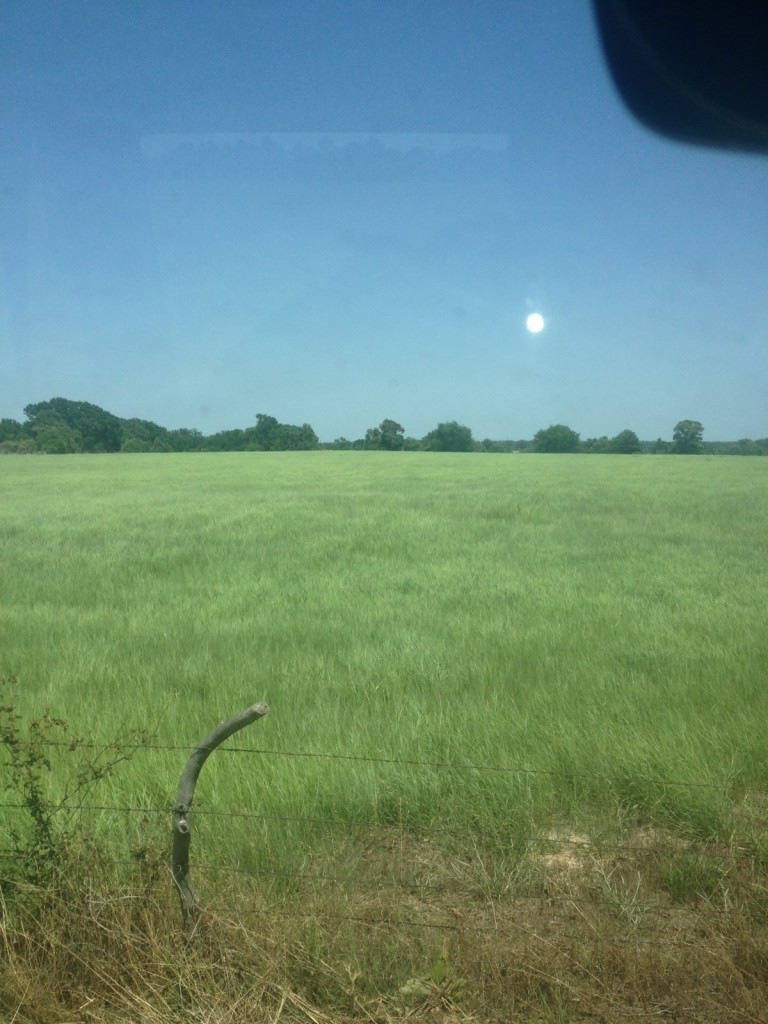 Texas Bermuda Grass 3