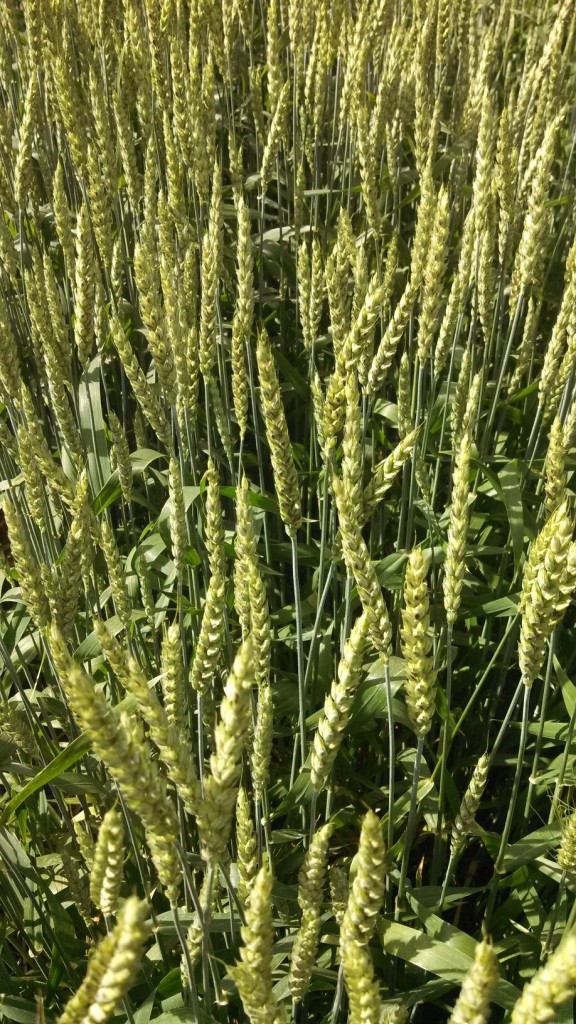 TN Wheat 6-2014(2)
